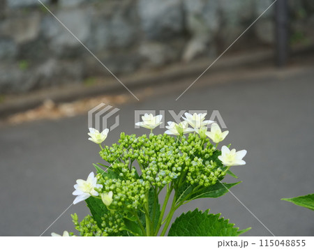 飛鳥の小径に植えられているアジサイ 飛鳥の小径に植えられているアジサイ 115048855