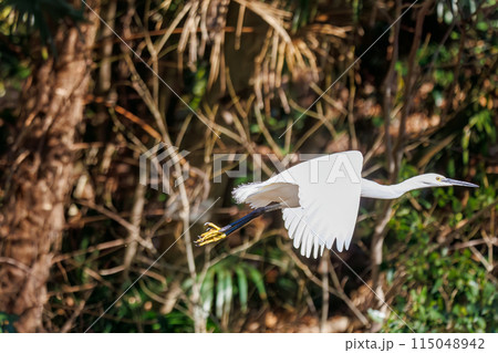 飛び立つ美しいコサギ（サギ科）。  日本国東京都文京区、小石川植物園にて。 2024年2月撮影。 115048942