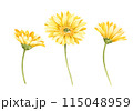 ガーベラ　黄色い水彩　手描きイラスト 115048959