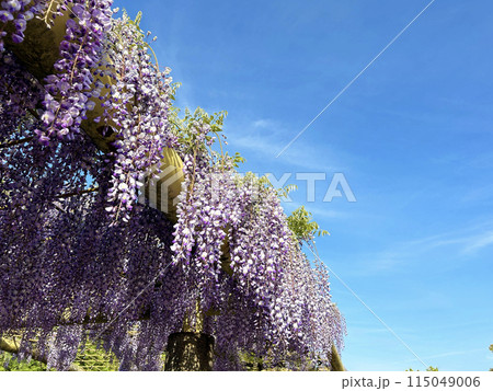 青空に映える藤の花 115049006