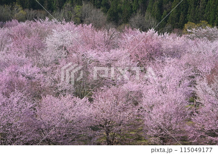 早春の里山に咲く山桜 早春の里山に咲く山桜 115049177