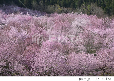 早春の里山に咲く桜 早春の里山に咲く桜 115049178
