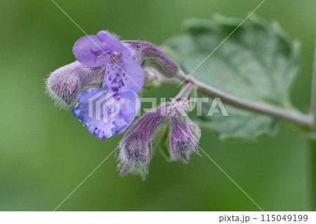 Closeup on the light purple flower of the Catmint , Nepeta cataria 115049199
