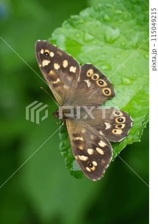 Vertical closeup on a European brown speckled wood butterfly, Pararge aegeria with spread wings 115049215