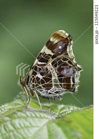Closeup on a fresh emerged orange spring time European Map butterfly, Araschnia levana, with closed wings Closeup on a fresh emerged orange spring time European Map butterfly, Araschnia levana, with closed wings 115049223
