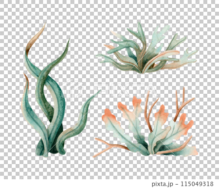 Ocean seaweed watercolor illustration set isolated on white. Monochrome underwater coral reef plants collection in green and orange colors. Sea bottom drawing for marine design and nautical print Ocean seaweed watercolor illustration set isolated on white. Monochrome underwater coral reef plants collection in green and orange colors. Sea bottom drawing for marine design and nautical print 115049318