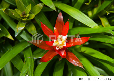 A scarlet red airplant seen at Singapore Botanical Garden in 2024 115049443