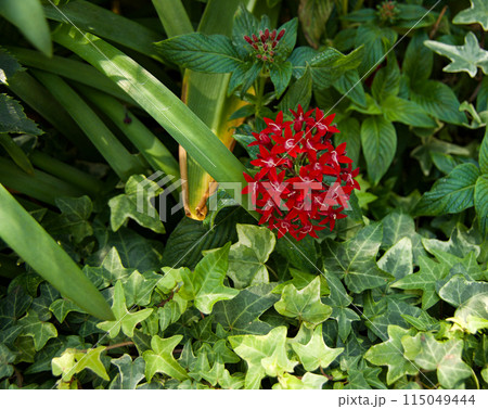 Beautiful red flower in a background of green leaves seen at Singapore Botanical Gardens in 2024. 115049444