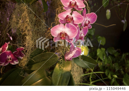 Beautiful pink hanging orchid against a tree and dark background as seen at Singapore Botanical Gardens in 2024 Beautiful pink hanging orchid against a tree and dark background as seen at Singapore Botanical Gardens in 2024 115049446