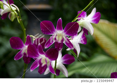 Beautiful purple tropical orchid seen in Singapore in 2024 Beautiful purple tropical orchid seen in Singapore in 2024 115049447