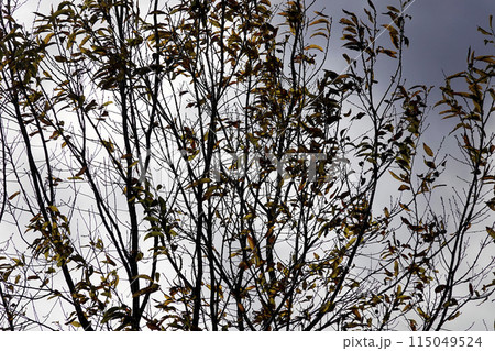 秋の落葉樹と厚い雨雲 秋の落葉樹と厚い雨雲 115049524
