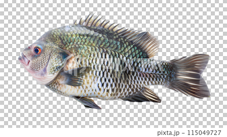 Nile Tilapia fish, Oreochromis niloticus isolated on transparent white background. 115049727