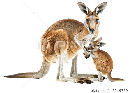 Kangaroo with joey in belly front bag isolated on transparent white background. Kangaroo with joey in belly front bag isolated on transparent white background. 115049729