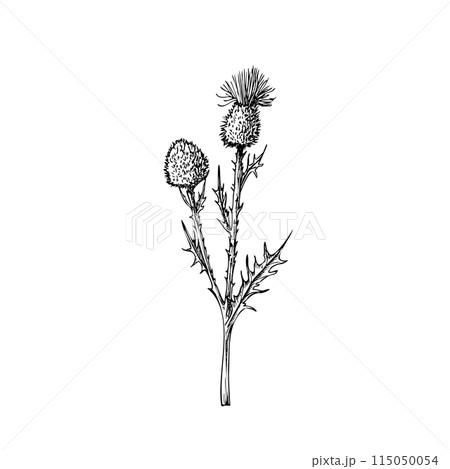 Vector Burdock. Hand painted arctium flower. Graphic clip art isolated on background. Botanical and wedding illustration. For designers, invitations, decoration, postcards, wrapping paper, 115050054
