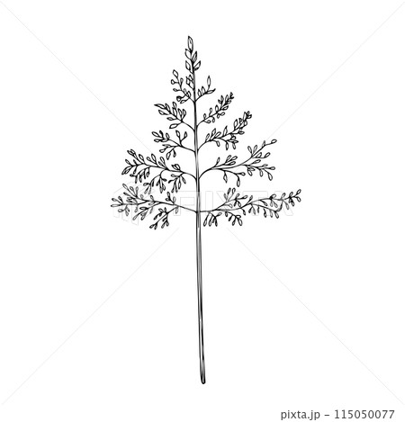 Millet Grass vector. Hand painted Milium effusum. Graphic green grass isolated on background. Botanical, Medicinal and Herbal illustration. For designers, invitations, decoration, postcards, wrapping 115050077
