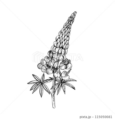 Vector lupine. Hand painted flower. Graphic clip art isolated on background. Botanical and wedding illustration. For designers, invitations, decoration, postcards, wrapping paper, scrapbooking, covers Vector lupine. Hand painted flower. Graphic clip art isolated on background. Botanical and wedding illustration. For designers, invitations, decoration, postcards, wrapping paper, scrapbooking, covers 115050081