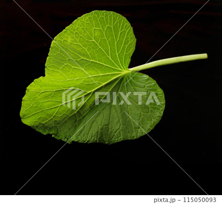 わさびの葉 115050093