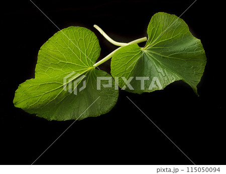 わさびの葉 115050094
