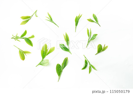 茶葉　新茶 115050179