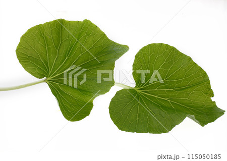 わさびの葉 115050185