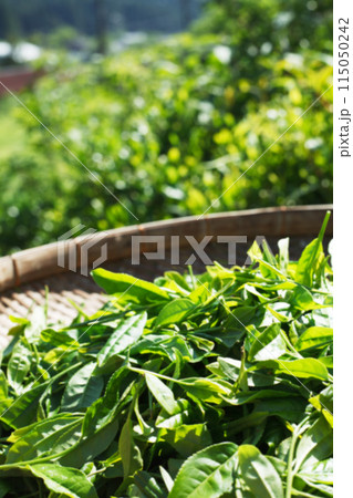 新茶 イメージ 新茶 イメージ 115050242