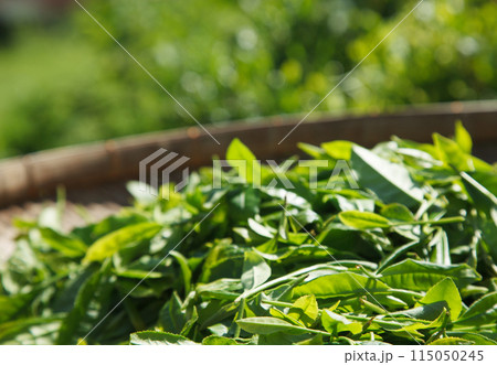 新茶　イメージ 115050245