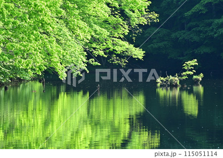 新緑に包まれた静かな湖畔 新緑に包まれた静かな湖畔 115051114