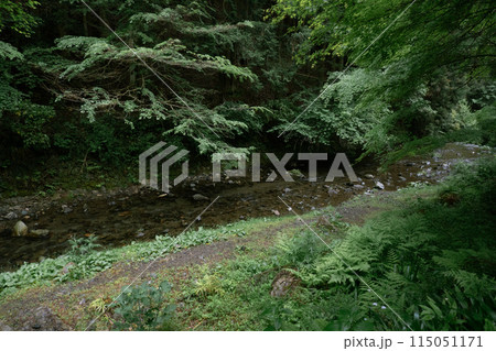 雨の日の新緑 115051171