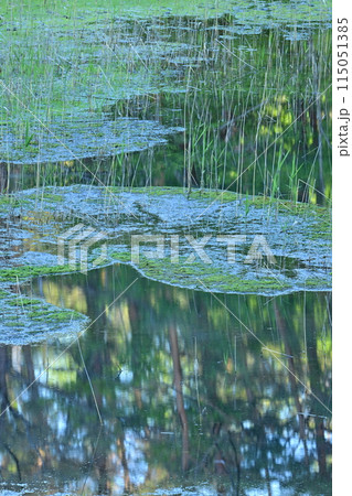 映り込みが美しい池の水面と苔の緑 115051385