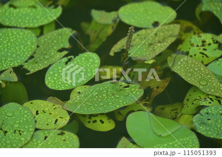 雨に濡れたジュンサイの葉 115051393