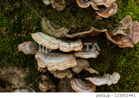 Trametes versicolor, also known as Polyporus versicolor, is a common polypore mushroom found throughout the world and also a well-known traditional medicinal mushroom growing on tree trunks 115051441