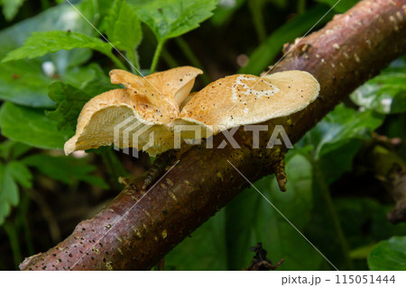 close up view of Turkey tail mushroom among the Polyporus alveolaris mushrooms found in the Bogor botanical gardens 115051444
