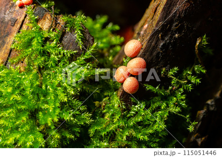 Orange red slime mold mushroom Lycogala epidendrum in the autumn forest Orange red slime mold mushroom Lycogala epidendrum in the autumn forest 115051446
