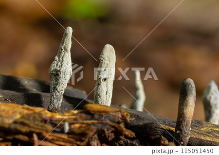 Xylaria hypoxylon is a species of fungus in the family Xylariaceae known by a variety of common names such as the candlestick fungus, the candlesnuff fungus, carbon antlers or the stag's horn fungus 115051450