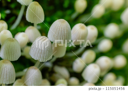 Mycena epipterygia is a species of fungus in the family Mycenaceae of mushrooms commonly found in Europe.It is commonly known as yellowleg bonnet or yellow-stemmed mycena Mycena epipterygia is a species of fungus in the family Mycenaceae of mushrooms commonly found in Europe.It is commonly known as yellowleg bonnet or yellow-stemmed mycena 115051456