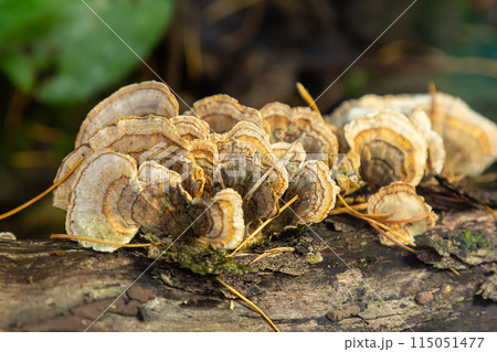 Trametes versicolor, also known as Polyporus versicolor, is a common polypore mushroom found throughout the world and also a well-known traditional medicinal mushroom growing on tree trunks 115051477