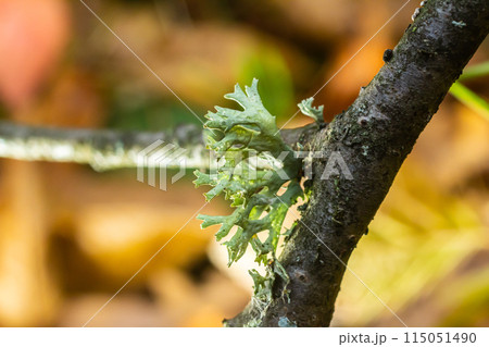 A close up of lichen Hypogymnia physodes on a old tree branch 115051490