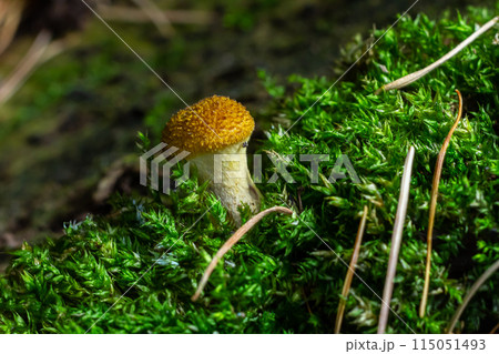 Mushrooms of honey mushrooms close -up on a dark background grow in the forest 115051493