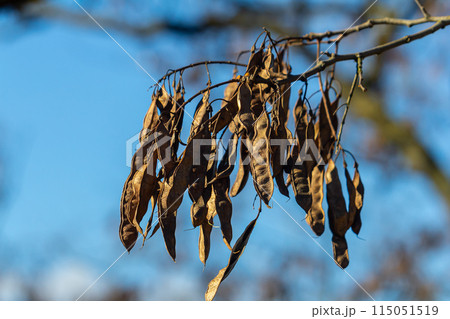 Close up of a brown color 'Robinia pseudoacacia' seed pod against a bright nature background Close up of a brown color 'Robinia pseudoacacia' seed pod against a bright nature background 115051519