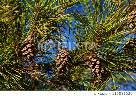 Close-up on a pretty pine cone hanging from its branch and surrounded by its green thorns. Pine cone, pine thorns, pine branch and blue sky Close-up on a pretty pine cone hanging from its branch and surrounded by its green thorns. Pine cone, pine thorns, pine branch and blue sky 115051520