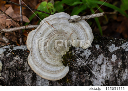 Fomes fomentarius mushroom on the trunk of an old poplar on a summer day 115051533