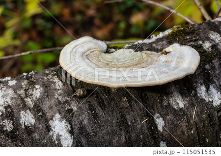 Fomes fomentarius mushroom on the trunk of an old poplar on a summer day 115051535