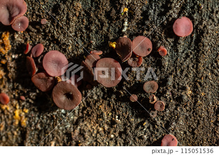 group much fungus on trunk Ascocoryne sarcoides 115051536