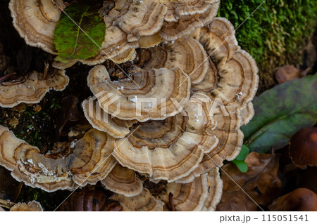 Trametes versicolor, also known as Polyporus versicolor, is a common polypore mushroom found throughout the world and also a well-known traditional medicinal mushroom growing on tree trunks 115051541