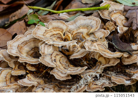 Trametes versicolor, also known as Polyporus versicolor, is a common polypore mushroom found throughout the world and also a well-known traditional medicinal mushroom growing on tree trunks Trametes versicolor, also known as Polyporus versicolor, is a common polypore mushroom found throughout the world and also a well-known traditional medicinal mushroom growing on tree trunks 115051543