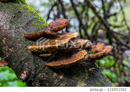 Anise mazegill, a brown rot fungus, Gloeophyllum odoratum Anise mazegill, a brown rot fungus, Gloeophyllum odoratum 115051562
