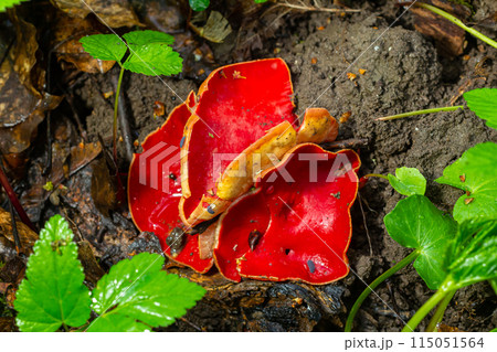 Spring edible red mushrooms Sarcoscypha grow in forest. close up. sarcoscypha austriaca or Sarcoscypha coccinea - mushrooms of early spring season, known as Scarlet elf cup. fresh fungus picking Spring edible red mushrooms Sarcoscypha grow in forest. close up. sarcoscypha austriaca or Sarcoscypha coccinea - mushrooms of early spring season, known as Scarlet elf cup. fresh fungus picking 115051564