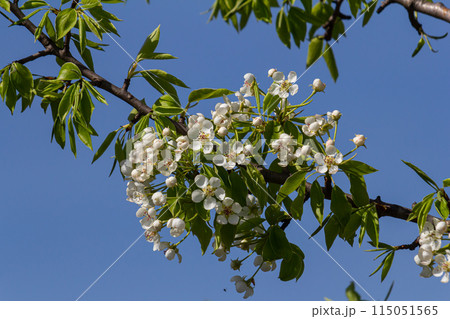 Branch of blooming pear tree . White flowers on a pear tree. Spring background Branch of blooming pear tree . White flowers on a pear tree. Spring background 115051565