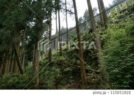 雨の日の新緑 雨の日の新緑 115051928