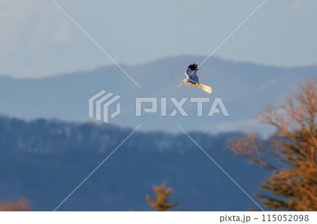 狩りのために葦原を飛翔する美しいハイイロチュウヒ（タカ科）。  日本国栃木県栃木市、渡良瀬遊水地にて 115052098